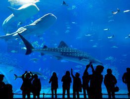 Aquarium Aquarium